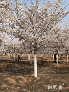 16公分染井吉野樱