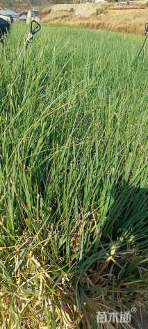 高度30厘米吉祥草