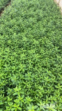 高度20厘米毛鹃