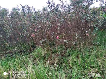 3公分红火箭紫薇