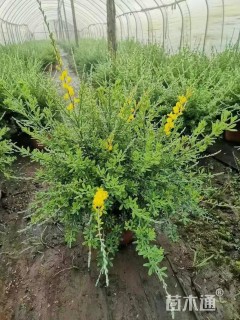 金雀花