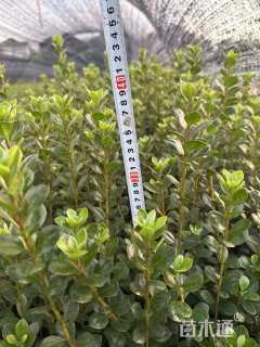 高度30厘米夏鹃