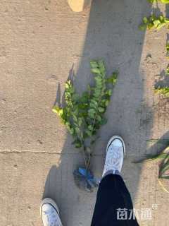 高度45厘米金叶女贞小苗