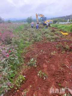 高度30厘米玫瑰