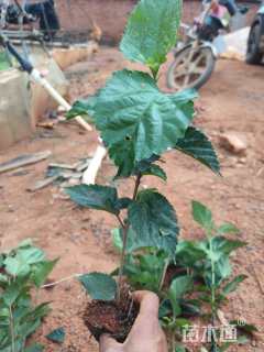 高度30厘米朱槿