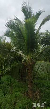 裸干高2厘米椰子树