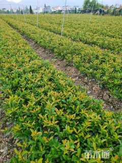 高度25厘米红叶石楠小苗