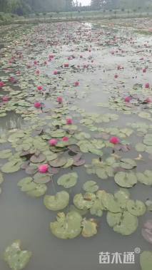 高度30厘米睡莲