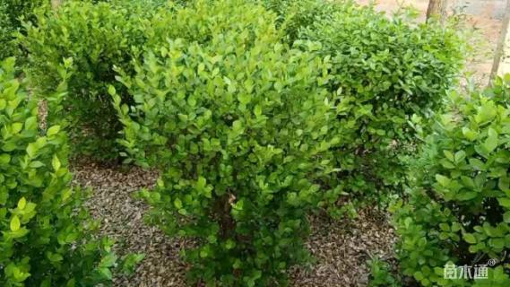 冠幅80厘米卫矛球