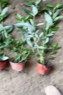 高度30厘米醉鱼草