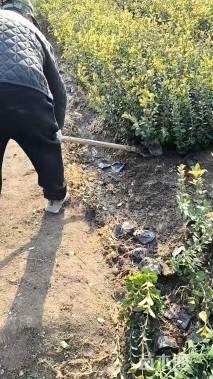 高度50厘米卫矛小苗