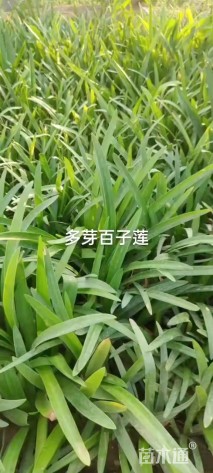 高度20厘米百子莲