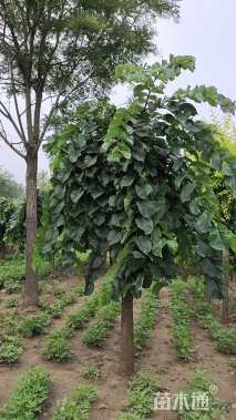 10公分大叶垂榆