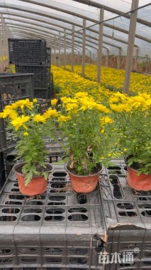 高度15厘米国庆菊