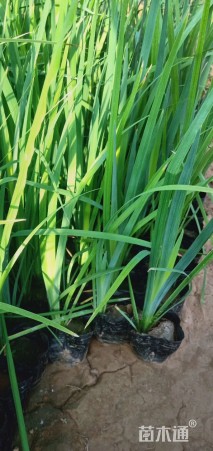高度25厘米黄菖蒲