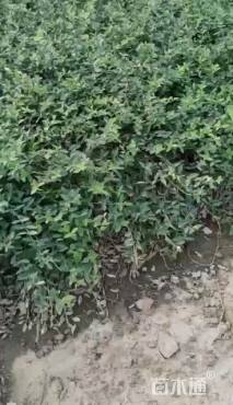 50厘米小叶扶芳藤