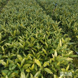 高度25厘米洒金珊瑚