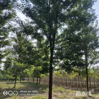 14公分美国红枫-秋火焰