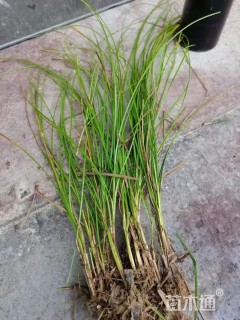 高度50厘米块茎苔草