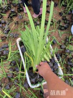 高度60厘米水生鸢尾