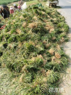 高度13厘米麦冬