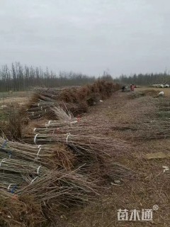 高度100厘米银杏小苗