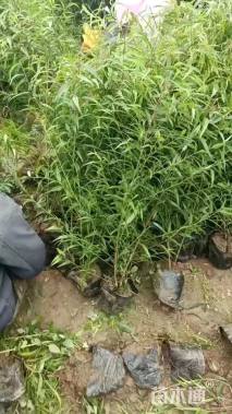 高度100厘米核桃