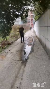 3公分福建山樱花