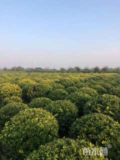 冠幅150厘米金森女贞球