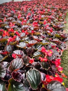 高度15厘米四季海棠