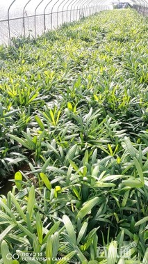 裸干高10厘米棕竹