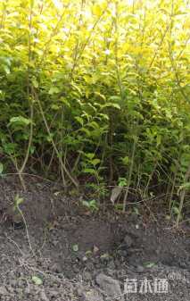 高度30厘米亮金女贞