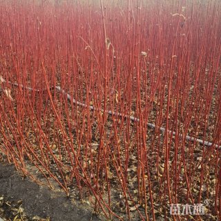 高度50厘米红瑞木小苗