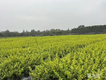 高度25厘米金叶女贞