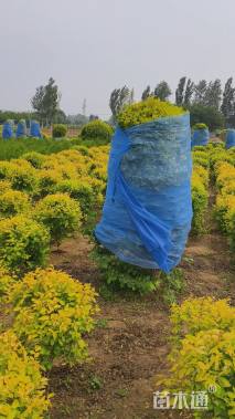 冠幅150厘米金叶榆球