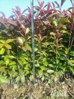 60厘米红叶石楠小苗