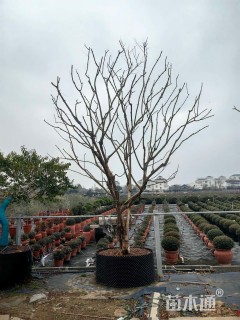 高度500厘米穗花牡荆