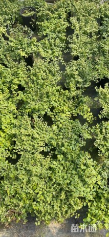 高度10厘米薜荔