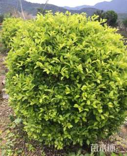 高度100厘米金叶假连翘球