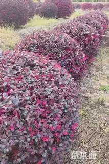 冠幅120厘米红花继木球