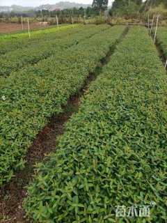 高度25厘米金丝桃