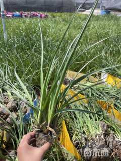 高度30厘米火炬花