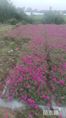 高度10厘米半枝莲