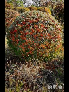 冠幅150厘米火棘球