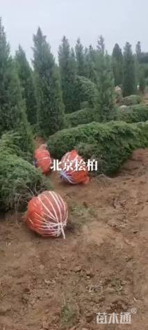 高度120厘米北京桧