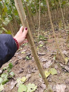 高度150厘米杨树小苗