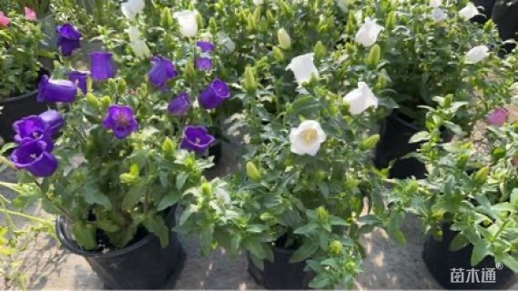 高度35厘米风铃草