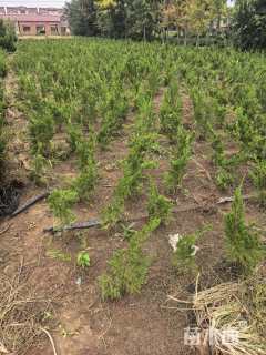 高度50厘米小龙柏