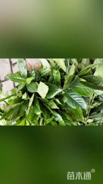 高度20厘米栀子花