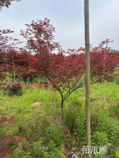 10公分日本红枫